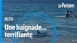 Un requin à quelques mètres des baigneurs panique sur la plage [upl. by Enyawal461]