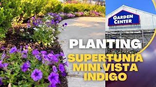 Planting Supertunia Mini Vista Indigo from Lowe’s amp Walmart [upl. by Wrench222]