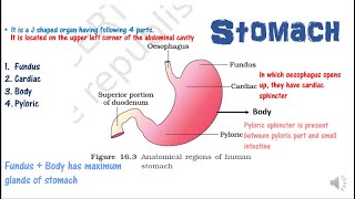 digestion7 stomach castles intrinsic factorachlorhydriaposition of gastric cells NEETAIIMSMDCAT [upl. by Naashom]