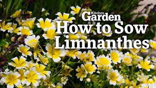 How to Sow Limnanthes [upl. by Ayardna310]