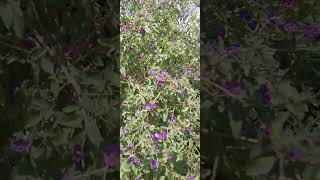 Blue Potato bush Lycianthes rantonnetiiflowersevergreenshrubyoutube shorts [upl. by Shurlock]