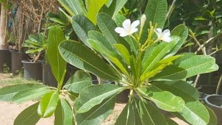 frangipani  How to Grow PropagateFrangipanis  garden master 786 [upl. by Mehetabel]