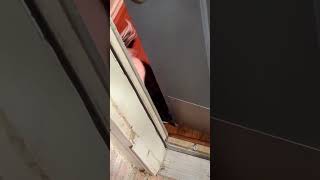 Skunk Follows Me and Pushes the Door 🦨🚪  Too Cute and Funny [upl. by Jessey]