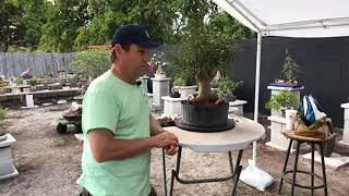 Ficus Philippinensis Bonsai Demo With Rob Kempinski [upl. by Acinelav]