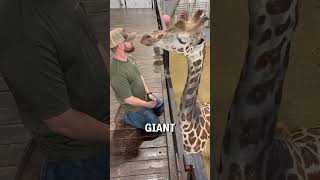 The Giraffe Chiropractor 🦒😲 🎥 IG drjorenwhitley [upl. by Hairehcaz]