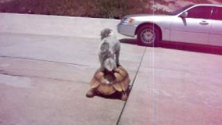 Cute Dog Rides Turtle [upl. by Chauncey262]