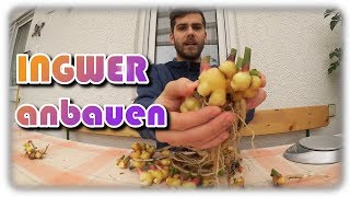 Ingwer erfolgreich anbauen 5  Ingwer pflegen ernten amp lagern  Ingwer im Kübel anbauen [upl. by Maier531]