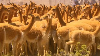 Vicuña – The Golden Fleece [upl. by Wallinga]