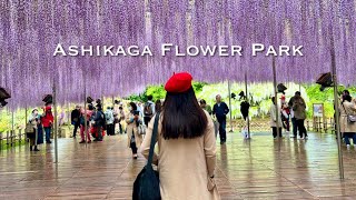 Japan Vlog  Ashikaga Flower Park Wisteria Bloom [upl. by Copland]