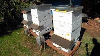 GampH Honey Bees  Winter prep and removal of mite strips [upl. by Hindu]