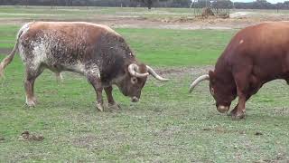 Pelea toros al campo [upl. by Carina569]