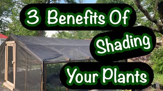 Plants in a shade house 🌲🌲 Three reasons your nursery needs shade cloth in the summer [upl. by Skantze328]