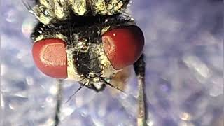 Fly macro video 📸 macro [upl. by Amehsat]