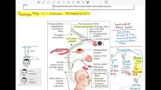 Topodiagnostic tests for localization of facial nerve lesions  Course of facial nerve  Anatomy [upl. by Claudine]