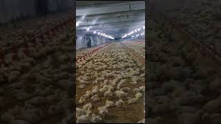 Poultry production  Broiler Farming  protein House  Poultry ideas  chicken chick farming [upl. by Ylrad]