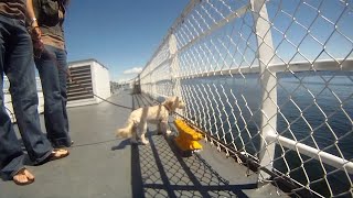 BC Ferries allows cats and dogs on upper outside decks in new pet pilot [upl. by Fallon]