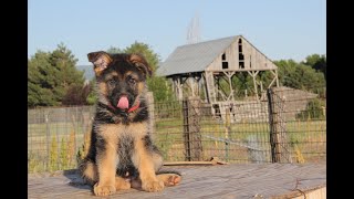 😀Lustige amp Süße Schäferhund Welpen😀 [upl. by Yvad46]