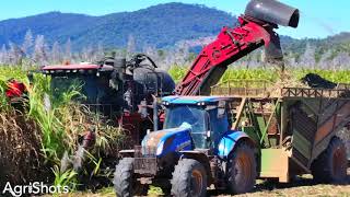 Sugarcane Harvest 2024 Proserpine [upl. by Relyhs]