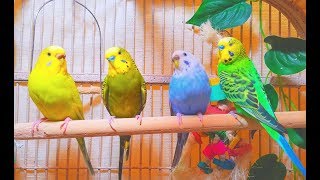 2 males and 2 females budgies making a master music in the Spring 7 Hr Parakeet Chirping [upl. by Leagiba]