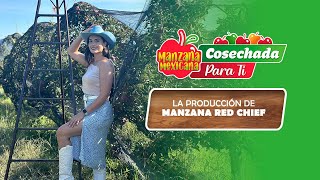 CAPITULO 4  LA PRODUCCIÓN DE MANZANA RED CHIEF ¡MANZANA MEXICANA CLARO [upl. by Kinney]