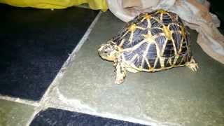 Indian Star Tortoise Turtle भारतीय स्टार कछुए कछुआ [upl. by Rozina]