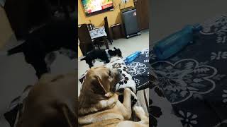 Lazy ladulu😂 shorts dog cute viral trendingshorts minivlog [upl. by Xymenes756]