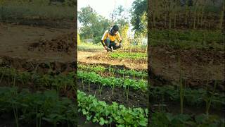 Removed weeds from fenugreek plants nature farming fenugreek shorts [upl. by Roz]