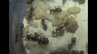 Lasius fuliginosus 1 explication dune super parasite [upl. by Belle]