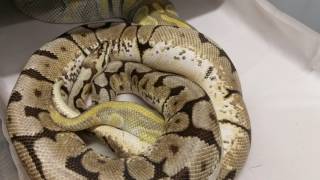 Breeding ball pythons part 3 LOCKS [upl. by Pedrick]