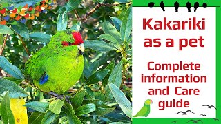 Kakariki as a pet – Complete information and care guide [upl. by Daniella]