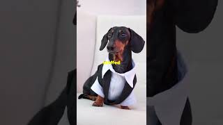 Crusoe the Celebrity Dachshund beautifulthailand cat pettravel greenturtles travel pets pug [upl. by Smith]