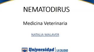 Nematodirus  Parasitologia Veterinaria [upl. by Enilraep]