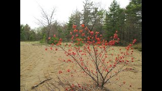 Spring Walk at Boom Camp [upl. by Powers]