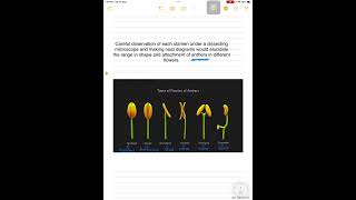 Types of anther fixation shortsvideo [upl. by Ramor]