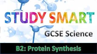 B2 Protein Synthesis EDEXCEL [upl. by Gui]