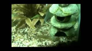 Bullfrog Tadpoles Swimming in Aquarium [upl. by Esyak]