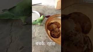 रोटी की आस मै मिट्टू shots parrot viral [upl. by Christianson]