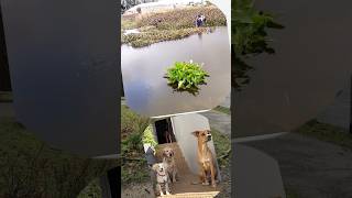 Emergency Weather Alert Dramatic Rescue of Distressed Dog from Water by Cape of Good Hope SPCA [upl. by Sucramrej]