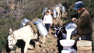 Vida diaria de 3 FAMILIAS DE CABREROS en el monte ordeño pastoreo y cuidado de las CABRAS [upl. by Ahseat826]