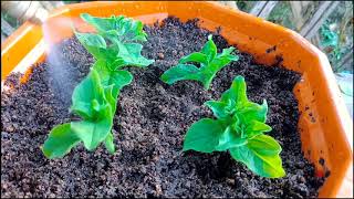 How to grow Petunia Grow Petunia Cuttings Faster Using this Techniques and get 100 Success [upl. by Weisler]