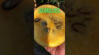 Descubriendo el Melón Croá Una Fruta Única y Deliciosa [upl. by Denzil]