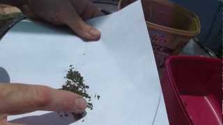 How to save Lettuce Lactuca sativa seed [upl. by Nivre781]