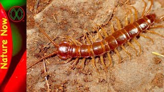 Centipede Facts You Didnt Know [upl. by Stanwin368]