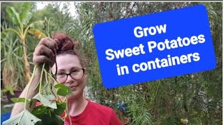 Rooting amp Planting Purple Sweet Potatoes in Containers Part 2 [upl. by Asselam]