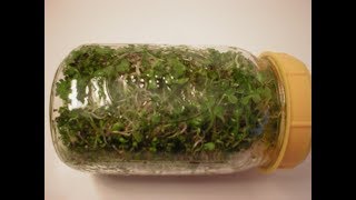 How to Grow Broccoli Sprouts [upl. by Jacquet495]