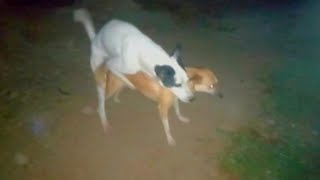 Specially Dog first time crossing meeting with dog 🤪 shorts dog meeting breeding viralvideo [upl. by Gilpin376]