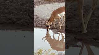 Pronghorn antelope pronghorn animals nature wildlife adventure explore benwoodruff desert [upl. by Llezom]