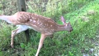 Baby deer stuck in fence [upl. by Nauqyaj]