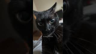 Funny Pets 2024😂Funny Dogs And Funny Cats Videos🐱🐈😄75 [upl. by Sefton]