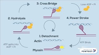 The Sliding Filament Theory of Muscle Contraction  FOUR STEPS [upl. by Eustatius]